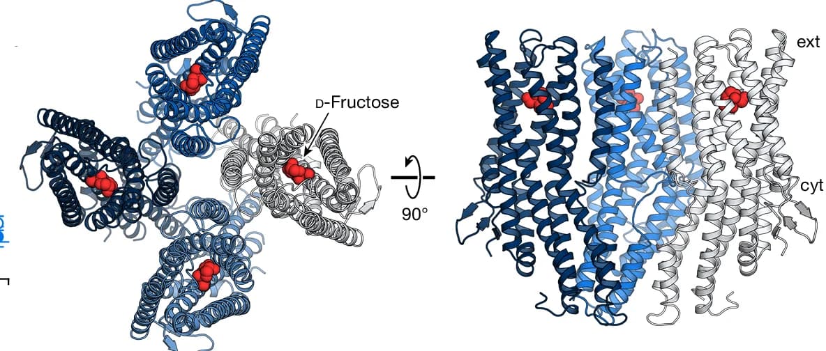 Open access visualization of Protein Structure, Chemical Structure, Ribbon Model, BmGr9, d-Fructose