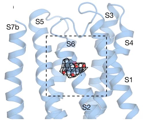 Open access visualization of Protein Structure, Chemical Structure, Beta-D-Fructopyranose, BmGr9, Subunit