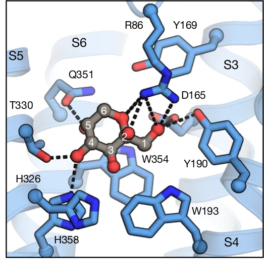 Open access visualization of Protein Structure, Chemical Structure, BmGr9, D-Fructose, Polar Interactions