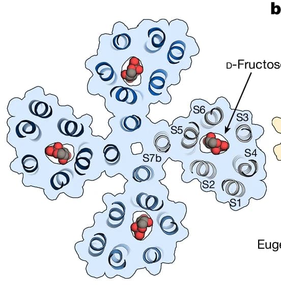 Open access visualization of Protein Structure, Chemical Structure, BmGr9, D-Fructose, Pockets