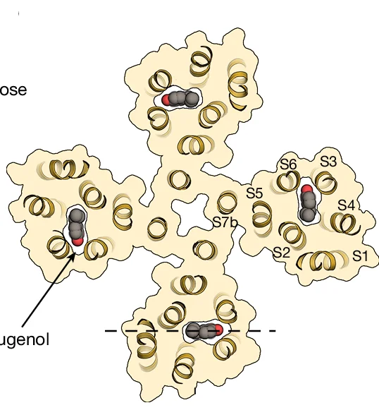 Open access visualization of Protein Structure, Chemical Structure, MhOr5, Eugenol, Pockets