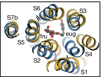 Open access visualization of Protein Structure, Chemical Structure, BmGr9, MhOr5, D-Fructose