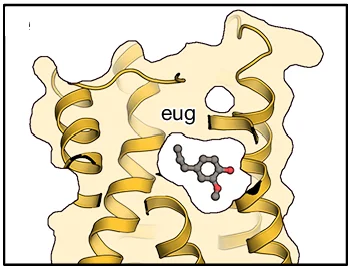 Open access visualization of Protein Structure, Chemical Structure, MhOr5, Eugenol, Pockets