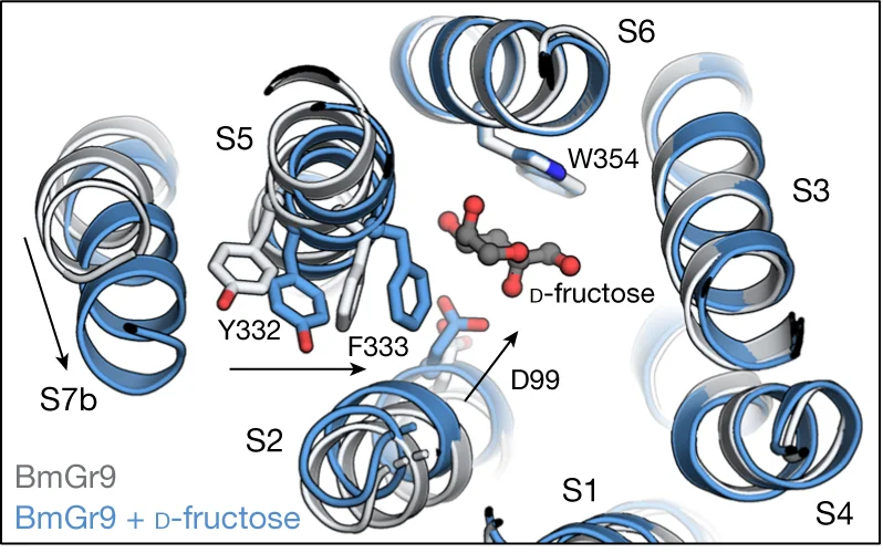 Open access visualization of Protein Structure, 3D Plot, Conformational Changes, Binding, Fructose