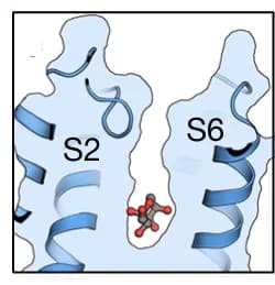 Open access visualization of Protein Structure, Sugar-Binding Pocket, Fructose, Pocket Volume