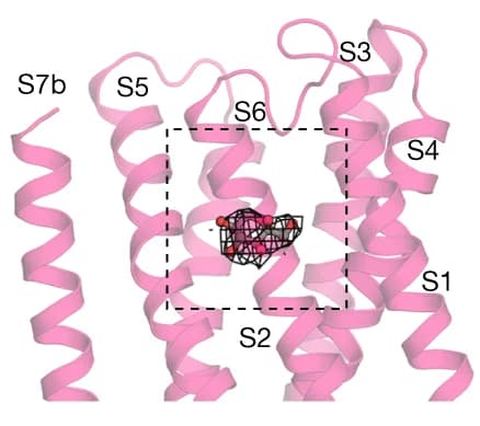 Open access visualization of Protein Structure, Chemical Structure, Structure, BmGr9, L-Sorbopyranose