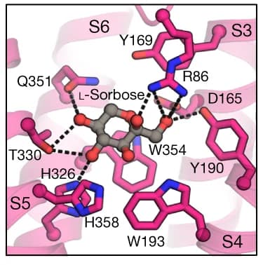 Open access visualization of Protein Structure, Chemical Structure, Interactions, BmGr9, L-Sorbopyranose
