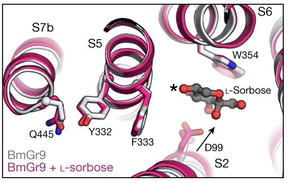 Open access visualization of Protein Structure, Chemical Structure, Interactions, BmGr9, L-Sorbopyranose