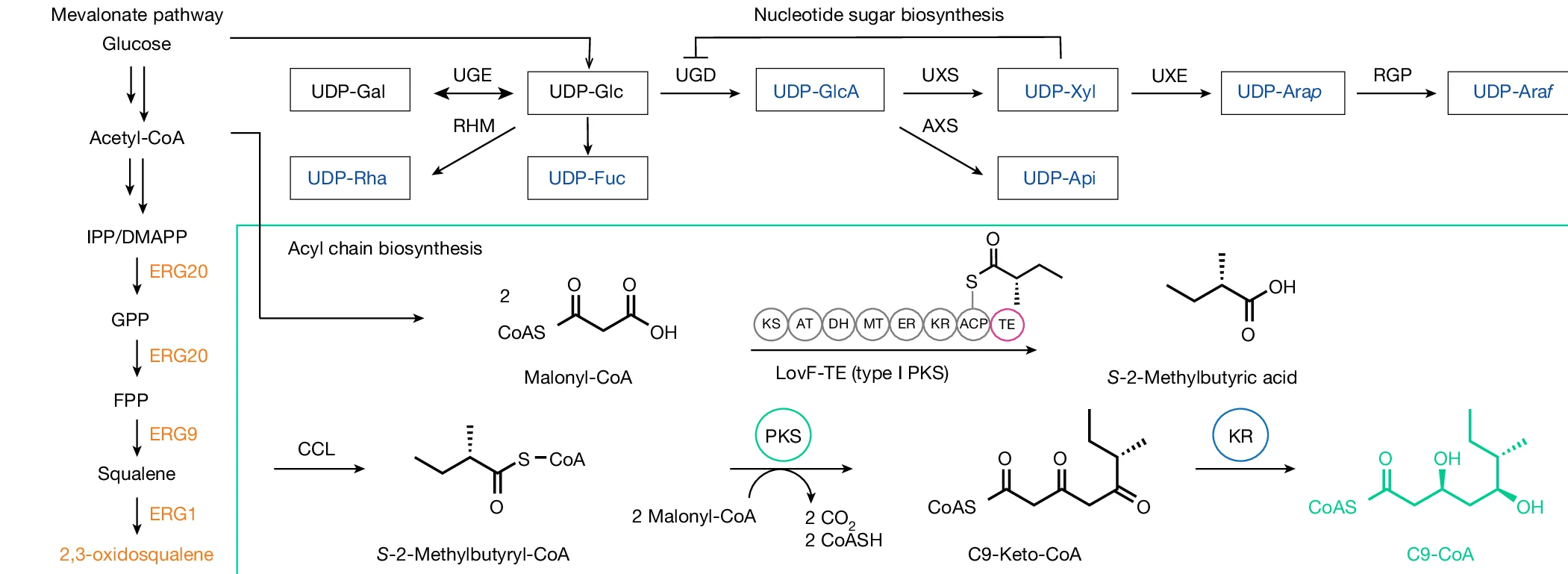 Open access visualization of Workflow, Pathway, Chemical Structure, Biosynthesis, QS-21