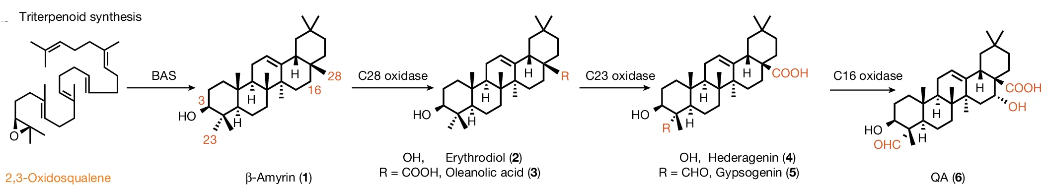 Open access visualization of Workflow, Chemical Structure, Synthesis, Oxidation, beta-amyrin