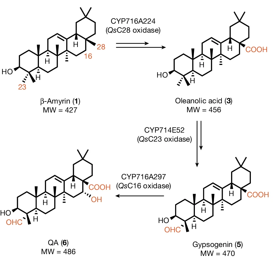 Open access visualization of Workflow, Chemical Structure, Cytochrome P450s, beta-amyrin, Oxidation