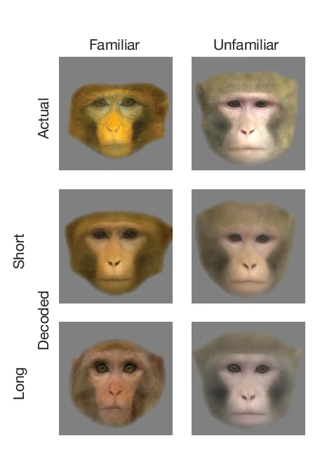 Open access visualization of Photo, Linearly Reconstructed Faces, Latency Responses, Linear Decoders, Unfamiliar Faces