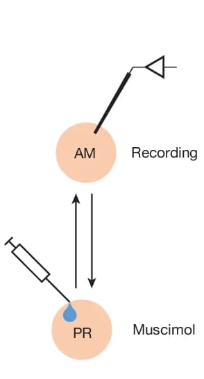 Open access visualization of Workflow, Illustration, Experiment, Memory, Neurons