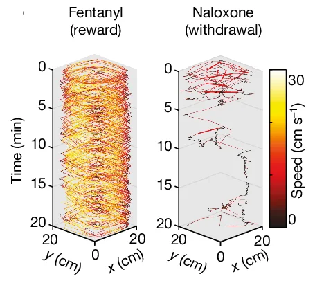 Open access visualization of 3D Plot, Speed Dynamics, Intraperitoneal Injection, Fentanyl, Naloxone