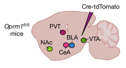 Open access visualization of Illustration, Mouse Preparation, MOR Knockdown, Brain Regions, Control