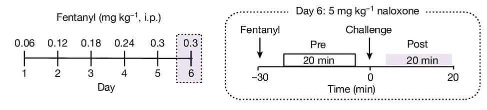 Open access visualization of Workflow, Fentanyl Dependence, Behavioral Test, Withdrawal, Intraperitoneal Injection