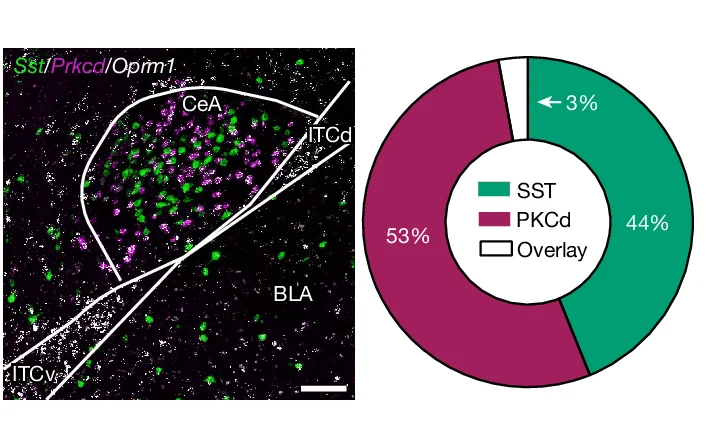 Open access visualization of Pie Chart, Microscopy, CeA, smFISH, Oprm1