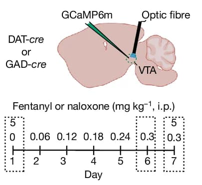 Open access visualization of Illustration, Mouse, VTA, Dopamine Neurons, GABA Neurons