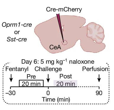 Open access visualization of Workflow, Illustration, Mouse, µOR-expressing Neurons, CeA