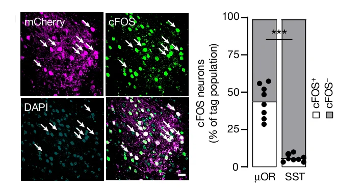 Open access visualization of Bar Plot, Scatter Plot, CeA, µOR-expressing Neurons, cFOS