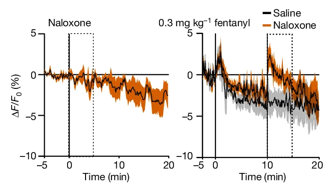 Open access visualization of Line Plot, Error Bars, Calcium Signal, CeA, µOR-expressing Neurons