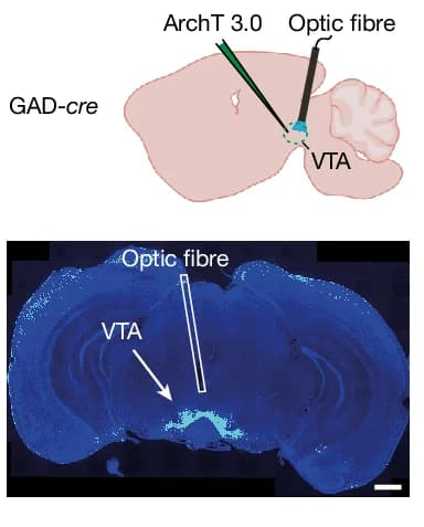Open access visualization of Microscopy, Illustration, oGABAsi Experiments, Histological Validation, Schematics