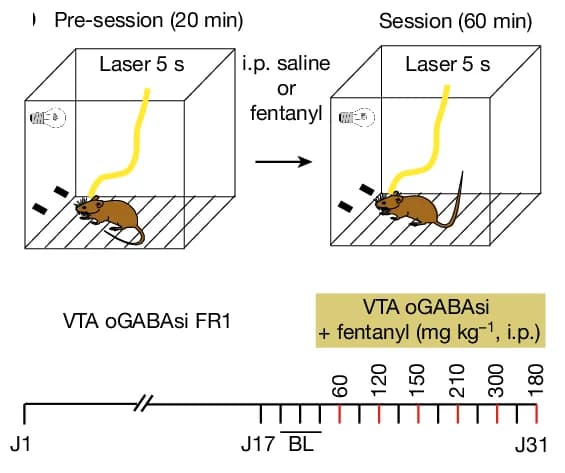 Open access visualization of Workflow, Fentanyl Occlusion, oGABAsi Experiment