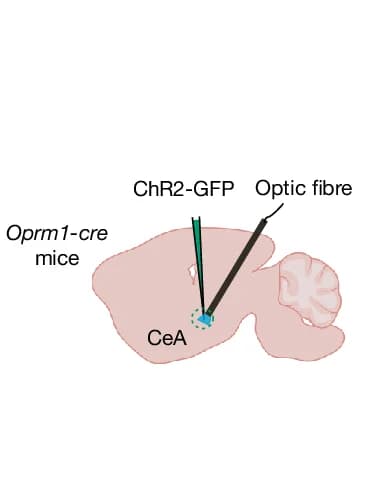 Open access visualization of Illustration, Mouse Preparation, Optogenetic Manipulation, CeA OR-expressing Neurons, Operant Negative Reinforcement Task