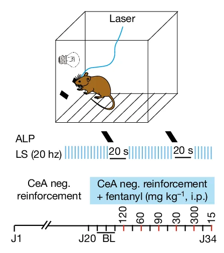 Open access visualization of Workflow, Illustration, Fentanyl Occlusion, Operant Negative Reinforcement Task