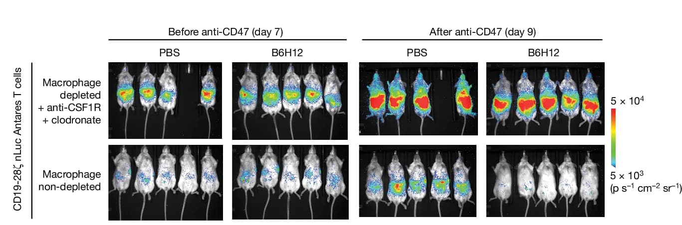 Open access visualization of Photo, T Cell BLI, B6H12, Macrophage Depletion, Tumour Growth