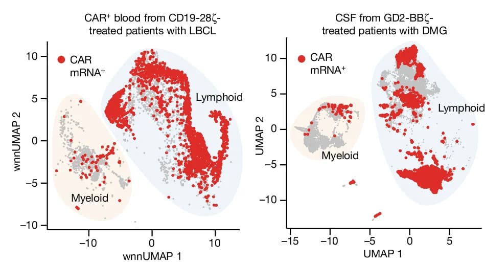 Open access visualization of Scatter Plot, UMAP, scRNA-seq, CAR mRNA, CAR Cells