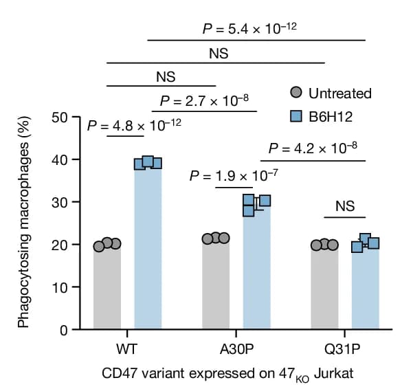 Open access visualization of Bar Plot, Error Bars, Phagocytosis, Jurkat Cells, CD47 KO