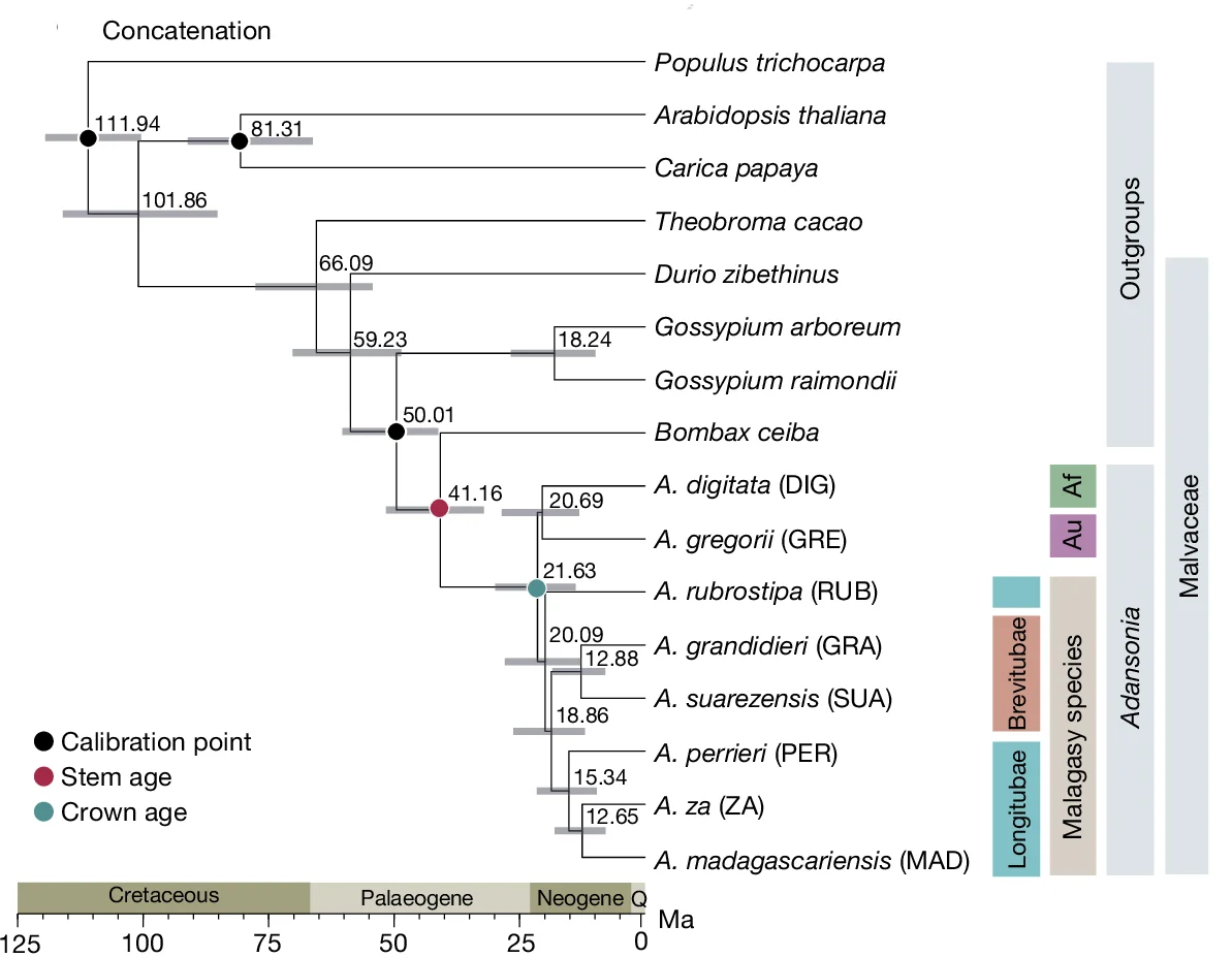 Open access visualization of Workflow, Illustration, Maximum-Likelihood Tree, SCN Genes, Phylogenetic Analysis