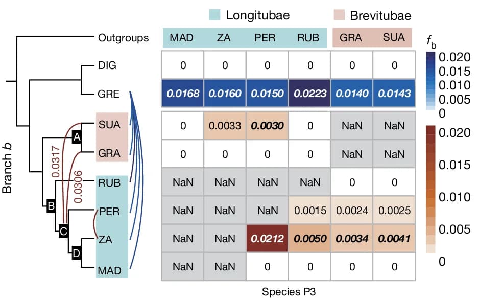 Open access visualization of Heatmap, Network, D-statistics, Adansonia Species, Baobab Species