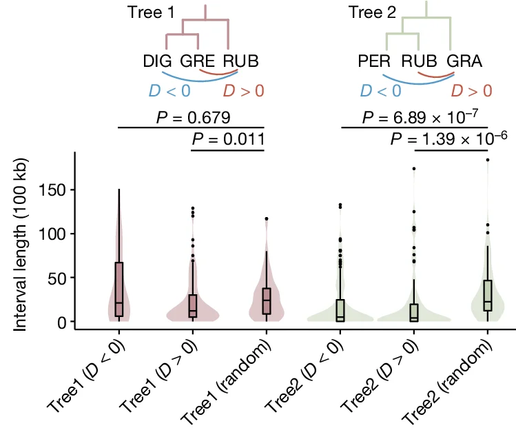Open access visualization of Violin Plot, Box Plot, Kernel Density Plots, Introgressed Genomic Blocks, Introgression
