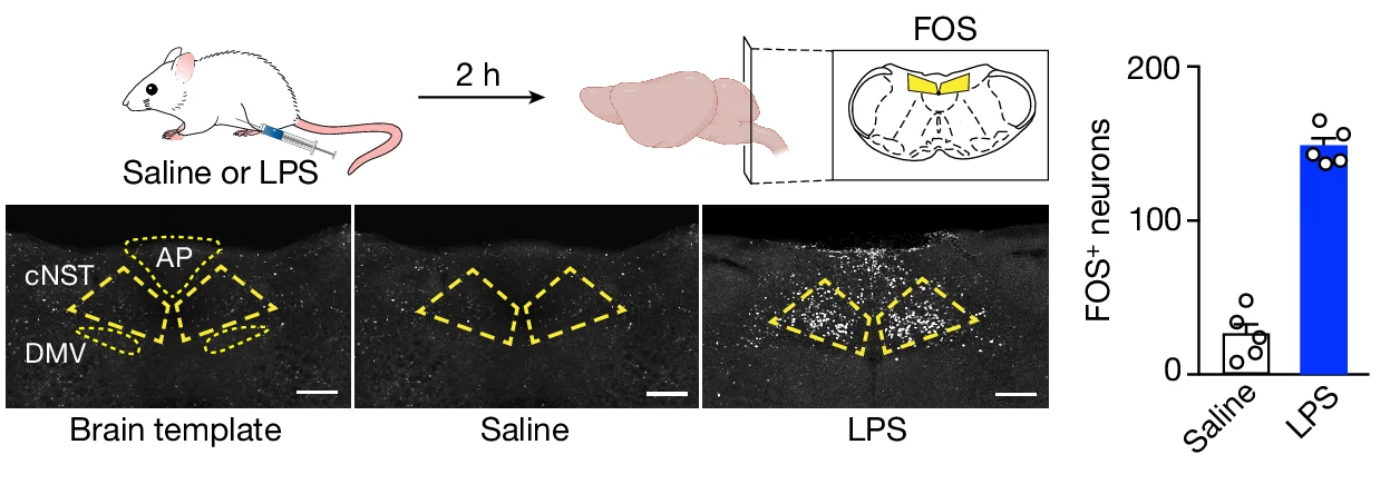 Open access visualization of Bar Plot, Microscopy, FOS Induction, LPS Stimulation, Intraperitoneal Injection