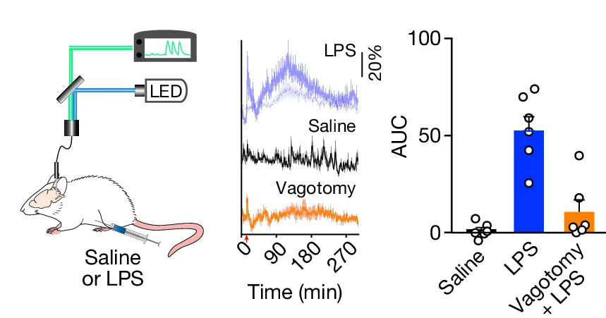 Open access visualization of Bar Plot, Scatter Plot, Line Plot, Fibre Photometry, LPS-Evoked Activity