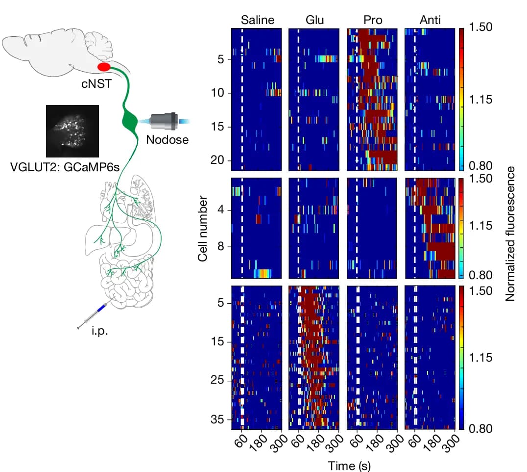 Open access visualization of Heatmap, Calcium Responses, Vagal Neurons, GCaMP6s, Cytokines