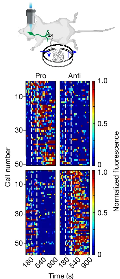 Open access visualization of Heatmap, Perfusion Chamber, LPS, Heatmaps, IL-1