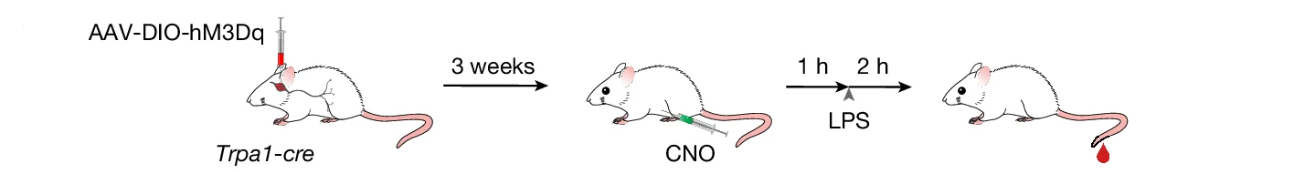 Open access visualization of Workflow, Illustration, Chemogenetic Activation, TRPA1 Vagal Neurons, Nodose Ganglion