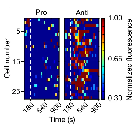 Open access visualization of Heatmap, Heatmaps, Fluorescence Traces, IL-10, TRPA1 Vagal Neurons
