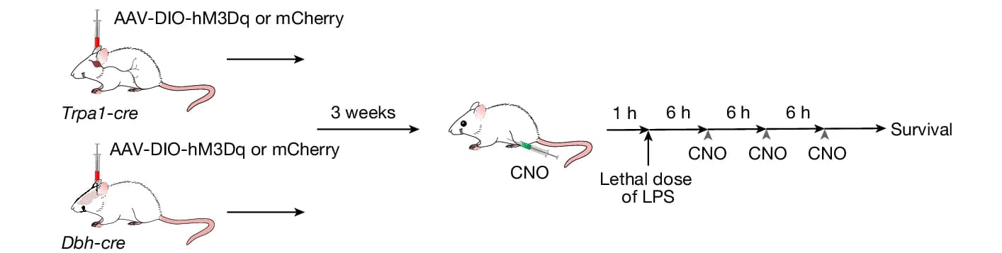 Open access visualization of Workflow, Illustration, TRPA1 Vagal Neurons, DBH cNST Neurons, AAV-DIO-hM3Dq