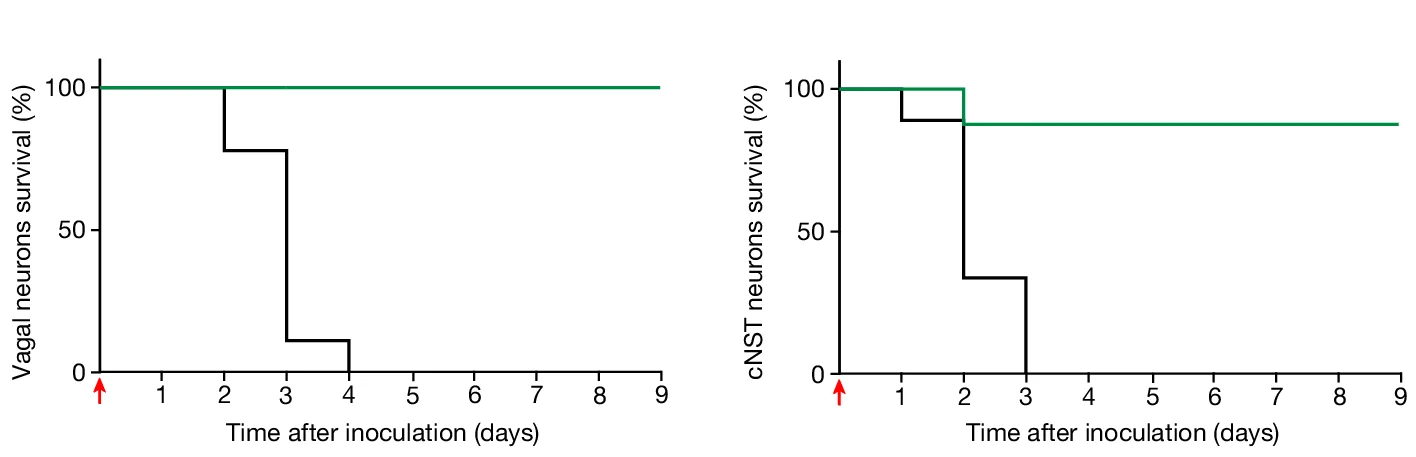 Open access visualization of Line Plot, Line Step, Survival Curve, TRPA1 Vagal Neurons, DBH cNST Neurons
