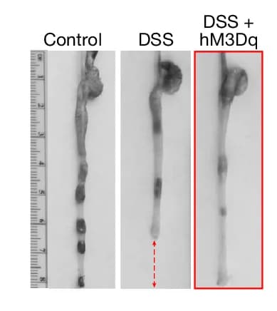 Open access visualization of Photo, TRPA1 Vagal Neurons, DSS-induced Colon Damage, AAV-DIO-hM3Dq, mCherry