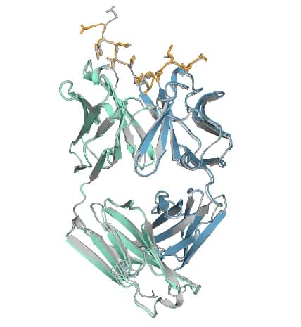 Open access visualization of Protein Structure, 3D Plot, Mesothelin Peptide, Monoclonal Antibody