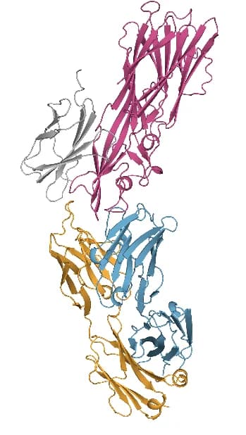Open access visualization of Protein Structure, Predicted Structure, Chain