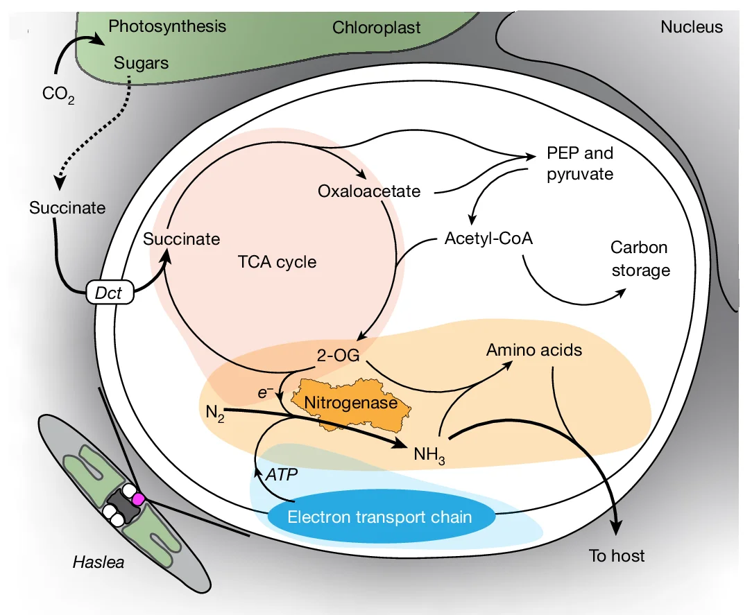 Open access visualization of Workflow, Illustration, Metabolic Potential, Ca . T. diatomicola, Haslea