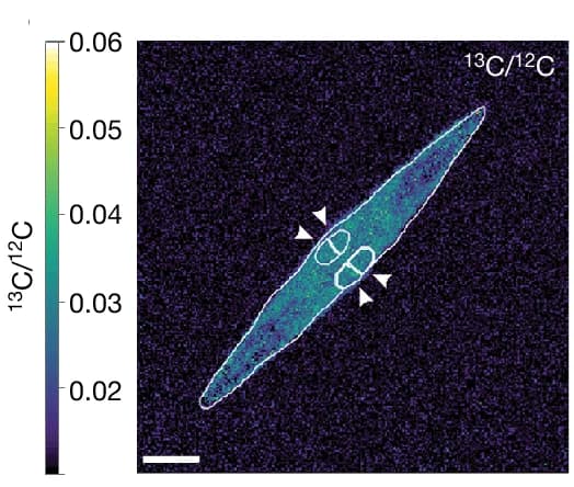 Open access visualization of Microscopy, NanoSIMS, 13C, Carbon Fixation, Fluorescence Image