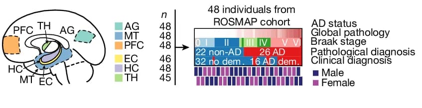 Open access visualization of Illustration, Workflow, snRNA-seq, Brain Regions, ROSMAP