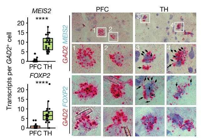 Open access visualization of Box Plot, Microscopy, RNAscope, FOXP2, MEIS2